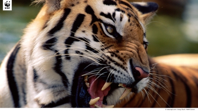 tigre-du-bengale.jpg